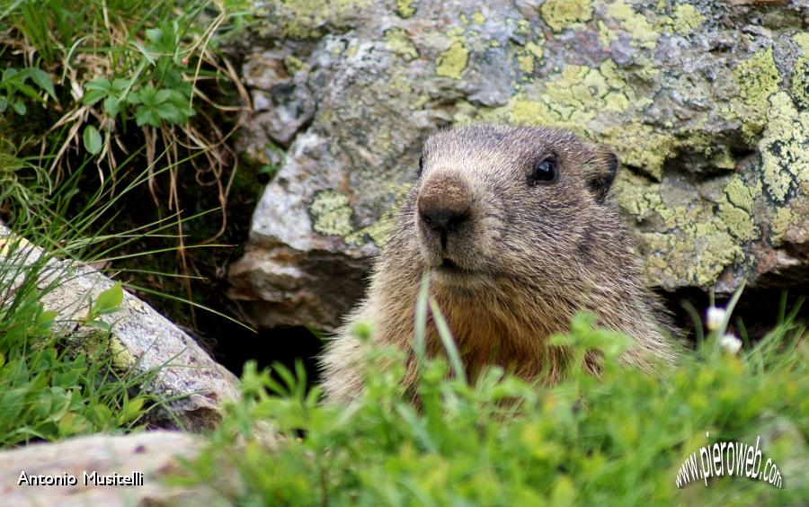 19 Marmotta3.jpg